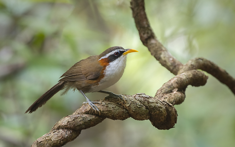 White-browed Scimitar-Babbler (Pomatorhinus schisticeps) at Di Linh Bird Hides - Southern Vietnam. Photo by: Phuc Le - Vietnam Bird Photography Tours - Vietbirdphototours.com